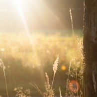 Summer loneliness Image